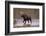 Moose Crossing River-DLILLC-Framed Photographic Print