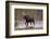 Moose Crossing River-DLILLC-Framed Photographic Print