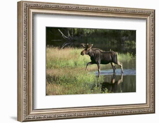 Moose Crossing River-DLILLC-Framed Photographic Print