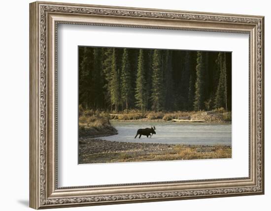 Moose Crossing River-DLILLC-Framed Photographic Print