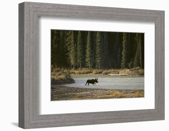 Moose Crossing River-DLILLC-Framed Photographic Print