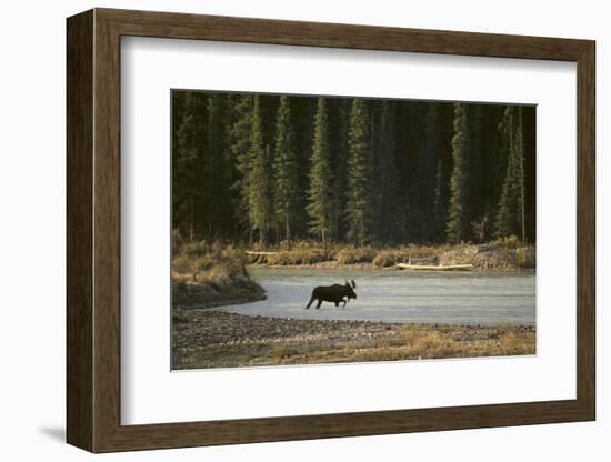 Moose Crossing River-DLILLC-Framed Photographic Print