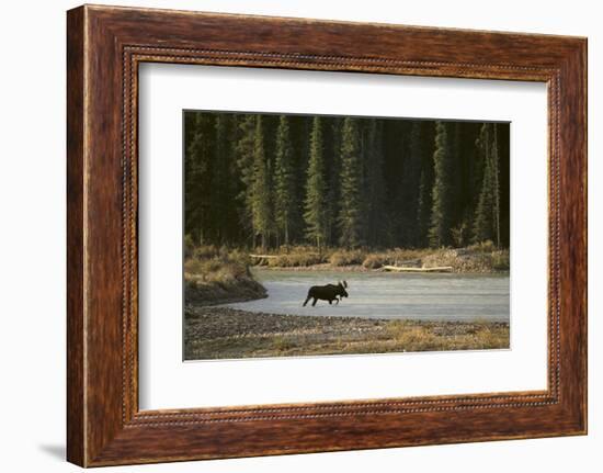 Moose Crossing River-DLILLC-Framed Photographic Print