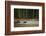 Moose Crossing River-DLILLC-Framed Photographic Print