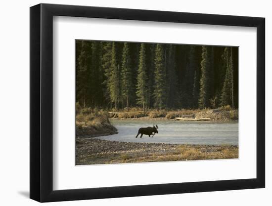 Moose Crossing River-DLILLC-Framed Photographic Print