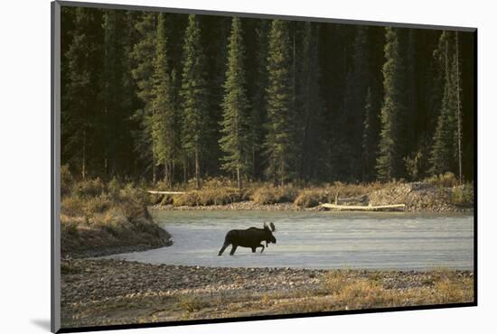 Moose Crossing River-DLILLC-Mounted Photographic Print