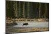 Moose Crossing River-DLILLC-Mounted Photographic Print