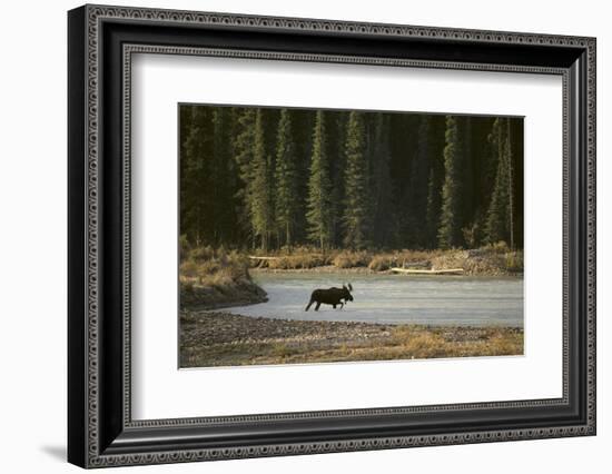 Moose Crossing River-DLILLC-Framed Photographic Print