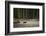 Moose Crossing River-DLILLC-Framed Photographic Print