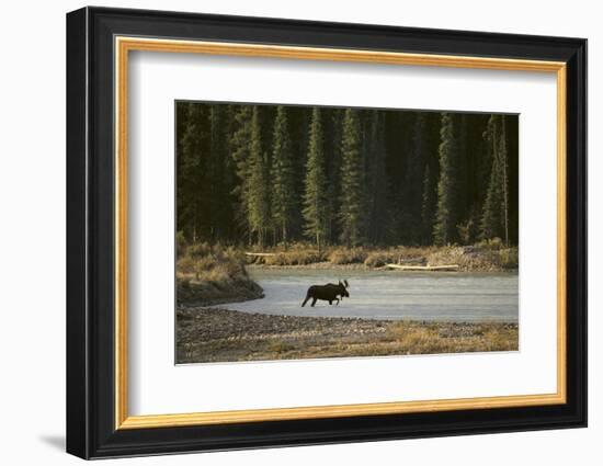 Moose Crossing River-DLILLC-Framed Photographic Print