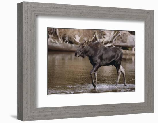 Moose Crossing River-DLILLC-Framed Photographic Print