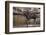 Moose Crossing River-DLILLC-Framed Photographic Print