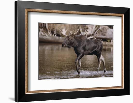 Moose Crossing River-DLILLC-Framed Photographic Print