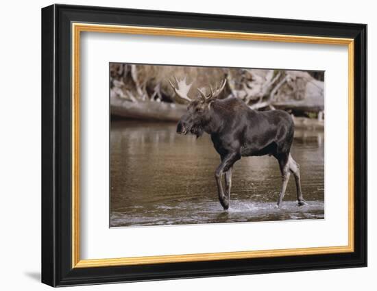 Moose Crossing River-DLILLC-Framed Photographic Print