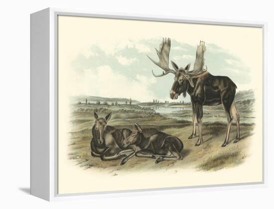 Moose Deer-John James Audubon-Framed Stretched Canvas