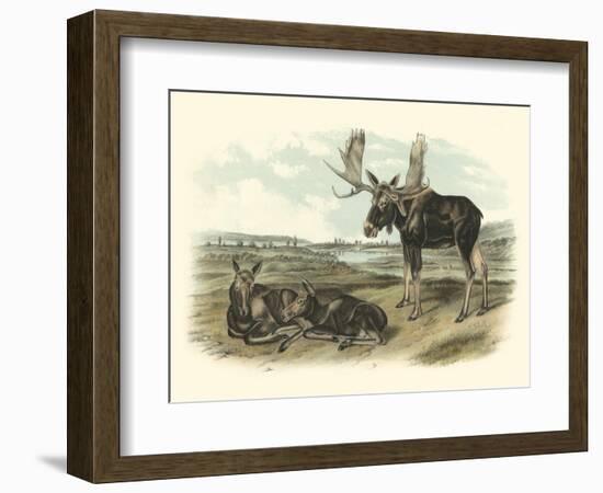 Moose Deer-John James Audubon-Framed Art Print