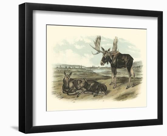 Moose Deer-John James Audubon-Framed Art Print