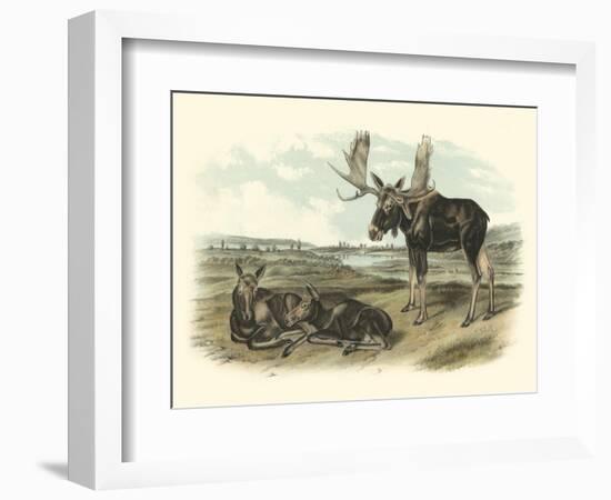 Moose Deer-John James Audubon-Framed Art Print