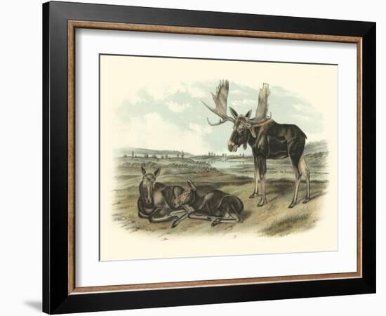 Moose Deer-John James Audubon-Framed Art Print