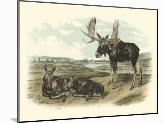 Moose Deer-John James Audubon-Mounted Art Print