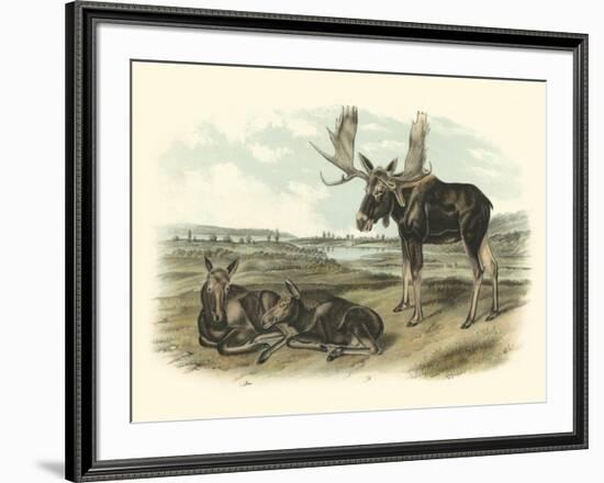 Moose Deer-John James Audubon-Framed Art Print