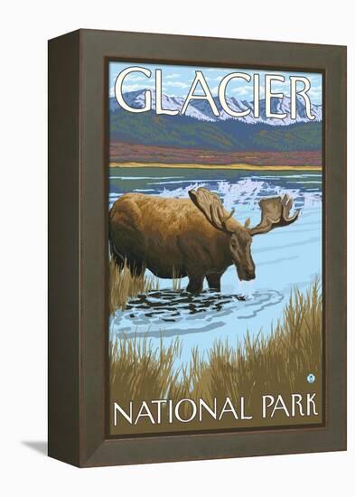 Moose Drinking at Lake, Glacier National Park, Montana-Lantern Press-Framed Stretched Canvas