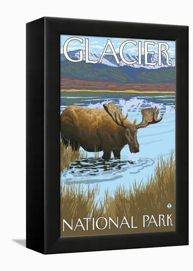 Moose Drinking at Lake, Glacier National Park, Montana-Lantern Press-Framed Stretched Canvas