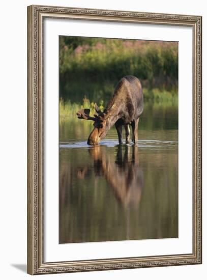 Moose Drinking-DLILLC-Framed Photographic Print