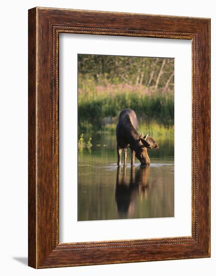 Moose Drinking-DLILLC-Framed Photographic Print