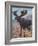 Moose (Elk), Cuthbert Swan-Cuthbert Swan-Framed Art Print