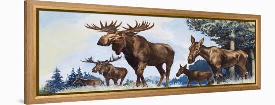 Moose Family-G. W Backhouse-Framed Premier Image Canvas