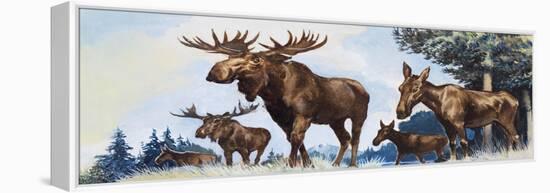 Moose Family-G. W Backhouse-Framed Premier Image Canvas