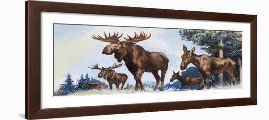 Moose Family-G. W Backhouse-Framed Giclee Print