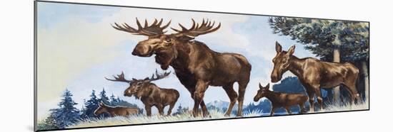 Moose Family-G. W Backhouse-Mounted Giclee Print