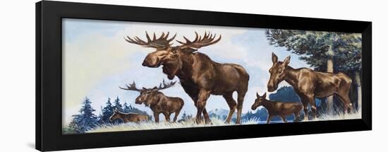 Moose Family-G. W Backhouse-Framed Giclee Print