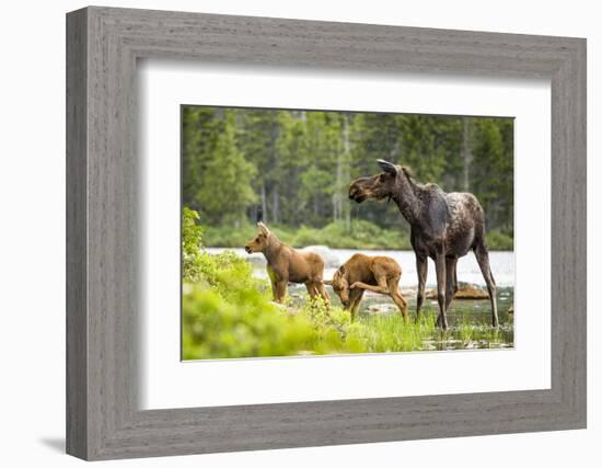 Moose female with twin calves, Baxter State Park, Maine, USA-Paul Williams-Framed Photographic Print