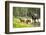 Moose female with twin calves, Baxter State Park, Maine, USA-Paul Williams-Framed Photographic Print