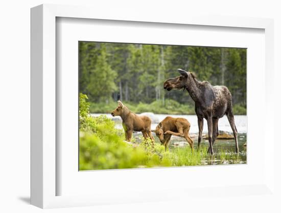 Moose female with twin calves, Baxter State Park, Maine, USA-Paul Williams-Framed Photographic Print