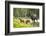 Moose female with twin calves, Baxter State Park, Maine, USA-Paul Williams-Framed Photographic Print