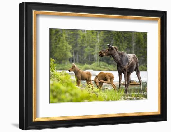 Moose female with twin calves, Baxter State Park, Maine, USA-Paul Williams-Framed Photographic Print