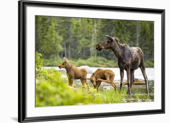 Moose female with twin calves, Baxter State Park, Maine, USA-Paul Williams-Framed Photographic Print