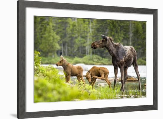 Moose female with twin calves, Baxter State Park, Maine, USA-Paul Williams-Framed Photographic Print