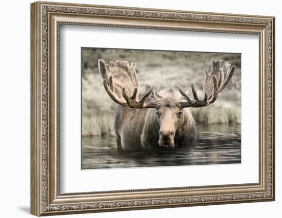 Moose Hot Springs-Danita Delimont-Framed Photo