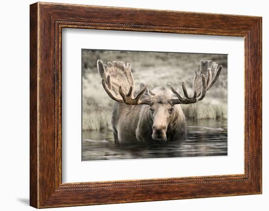 Moose Hot Springs-Danita Delimont-Framed Photo