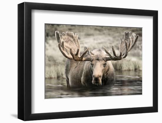 Moose Hot Springs-Danita Delimont-Framed Photo