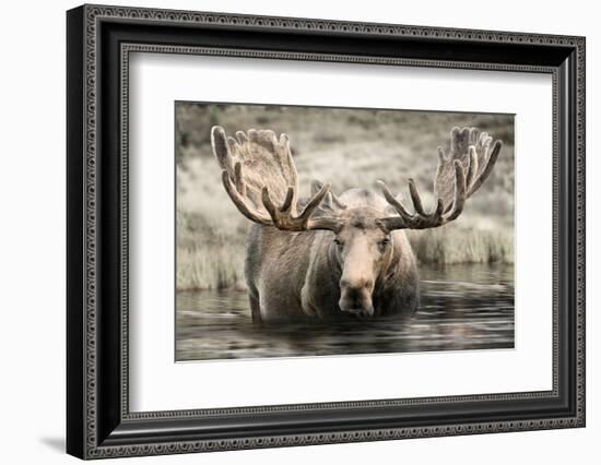 Moose Hot Springs-Danita Delimont-Framed Photo