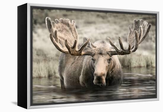 Moose Hot Springs-Danita Delimont-Framed Stretched Canvas