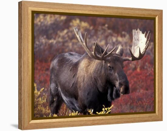 Moose in Autumn Alpine Blueberries, Denali National Park, Alaska, USA-Hugh Rose-Framed Premier Image Canvas