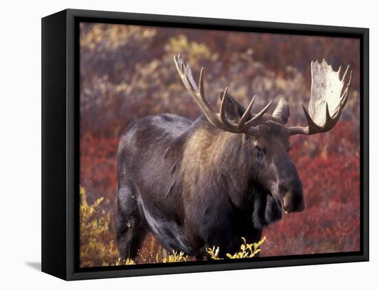 Moose in Autumn Alpine Blueberries, Denali National Park, Alaska, USA-Hugh Rose-Framed Premier Image Canvas