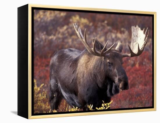 Moose in Autumn Alpine Blueberries, Denali National Park, Alaska, USA-Hugh Rose-Framed Premier Image Canvas